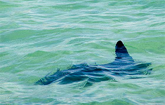 Shark in St Ives harbour